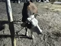 Tehén, Latvian Blue cattle — 3. fotó