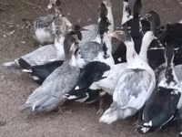 Ducks — फ़ोटो 2