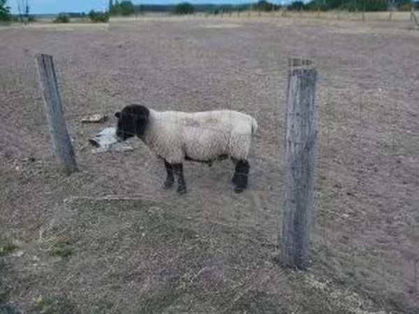 Beran, White Suffolk sheep — Maďarsko