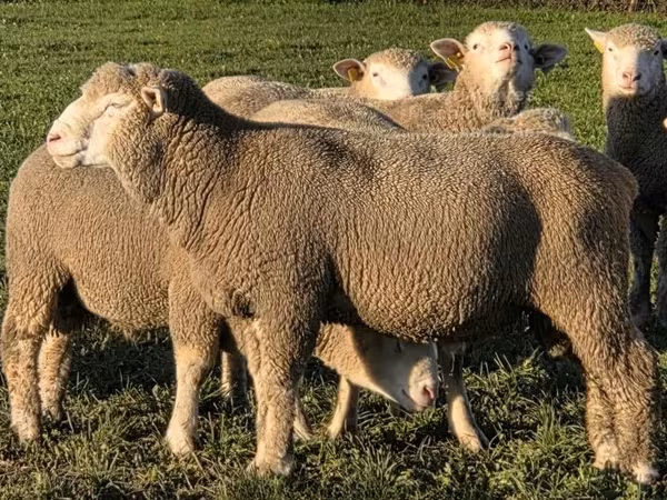 Widder, Ile-de-France sheep