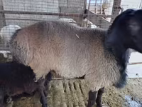 Kos, Blackheaded Persian sheep — 2. fotó