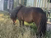Égua, Shetland Pony — foto 2