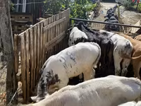 公牛, Belgian Blue — 照片 6