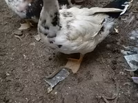 Домашняя мушка — фото 4