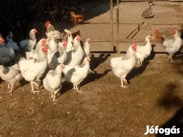 Chickens — 匈牙利