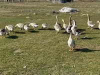 Geese — 1. fotó