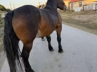 Kanca, Hungarian horse breed — 8. fotó
