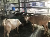 تيس, Saanen goat — الصورة 2
