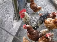 Chickens — foto 2