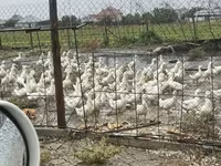Német Pekin — 2. fotó