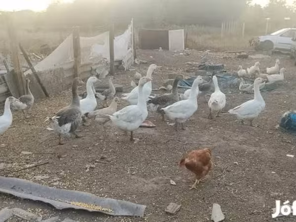 Geese — Magyarország