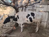 गाय, गोलस्टीन नस्ल — फ़ोटो 3