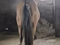 Horse (M), Mugalzhar horse — photo 4