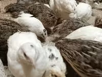 Quails — foto 4