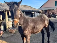 Hing, Nonius horse — 8. fotó