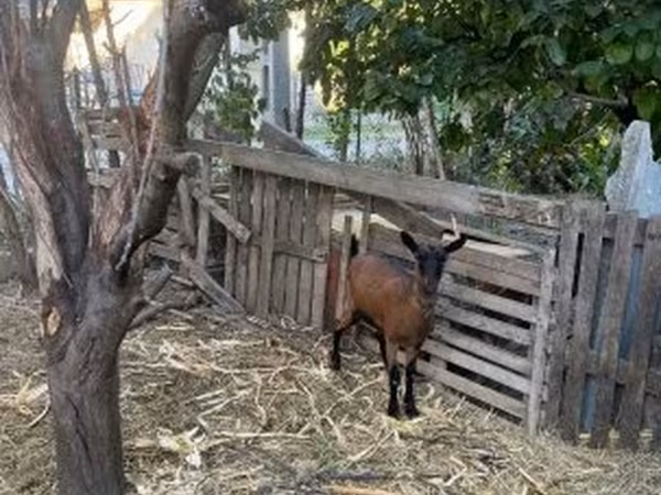 Goat, Alpine goat