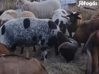 Ram, Jacob's sheep — photo 2