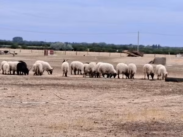 Beran, Racka sheep — Maďarsko