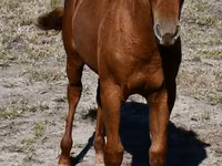 Égua, Quarter Horse — foto 4
