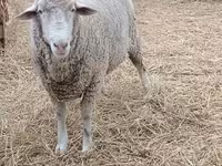 Қошқар, Merino sheep — 1-сурет