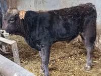 Touro, Aberdeen-Angus — foto 2