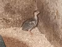 Guinea fowl — photo 3