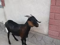 Nőstény kecske, Nubian Goat — 2. fotó