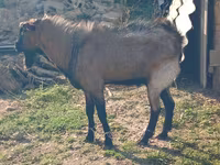 Cabra, Cabras — foto 1