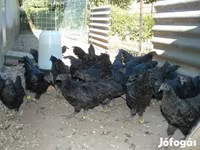 Ayam Cemani — photo 5