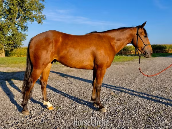 Hing, Quarter Horse