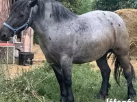 Kanca, Hungarian horse breed — 2. fotó