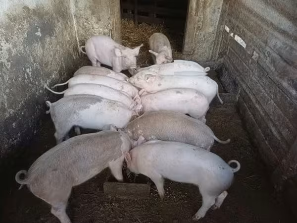 Pigs (batch, sex not specified), Pigs — Hungary