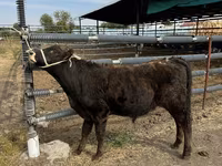 Bull, Belgian Blue — photo 4