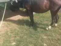 Mare, Horses — photo 3