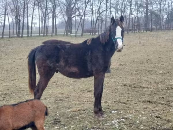 Kůň, Hungarian horse breed