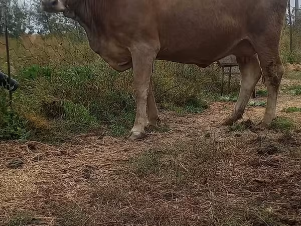 İnək, Swiss cattle