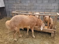 Bélier, Arashan sheep — photo 6