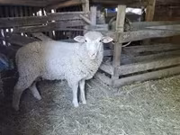 公羊, Ile-de-France sheep — 照片 1