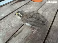 Quails — الصورة 7