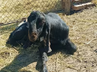 تيس, Kamori goats — الصورة 1