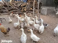 Geese — foto 6