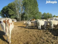 Bika, Charolais cattle — 2. fotó