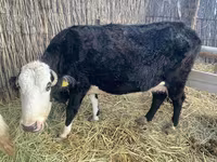 Cow, Latvian Blue cattle — photo 1