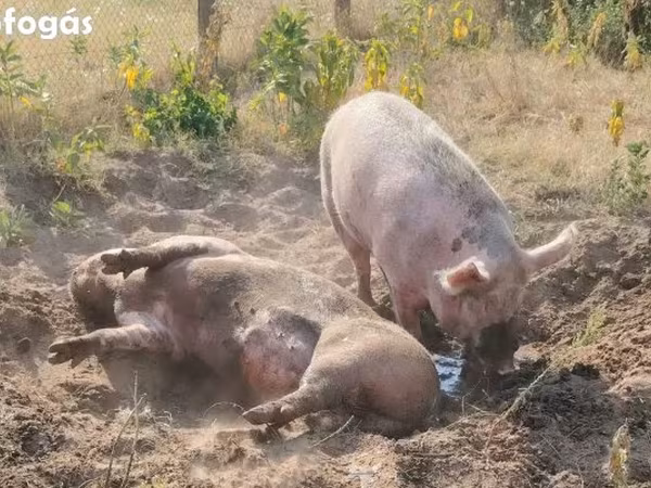 Boar, Pigs — Hungary