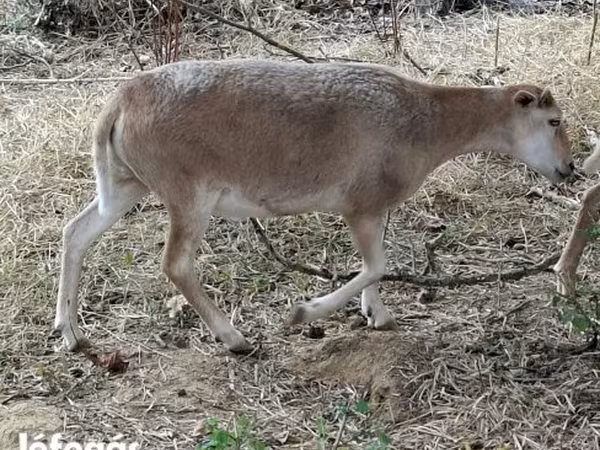 Kos, Dorper sheep — Magyarország