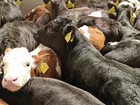 Bydło (partia, płeć nieokreślona), Simmental cattle — zdjęcie 7