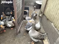 Geese — 5. fotó