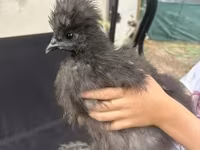 Poule soie — photo 2