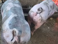 Boar, Pigs — photo 5