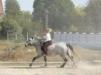 घोड़ी, घोड़े — फ़ोटो 3